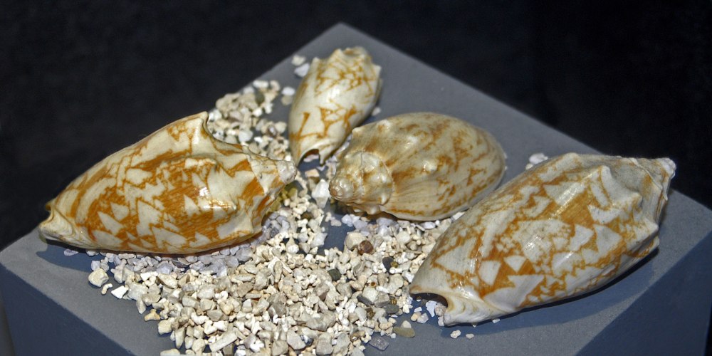 Cymbiola Vespertilio