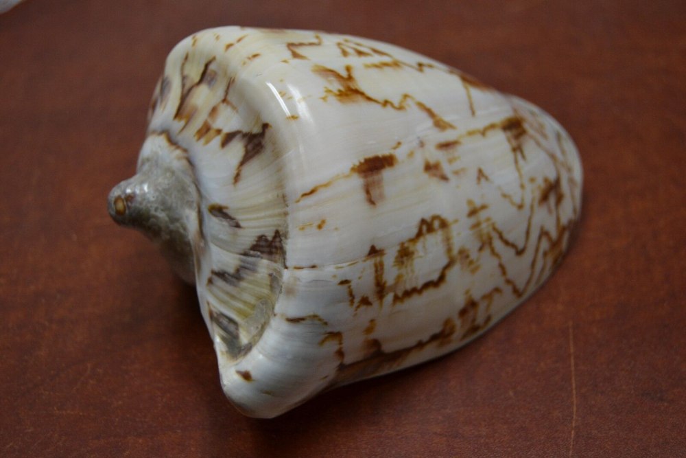 Huge Ancient Sea Shell