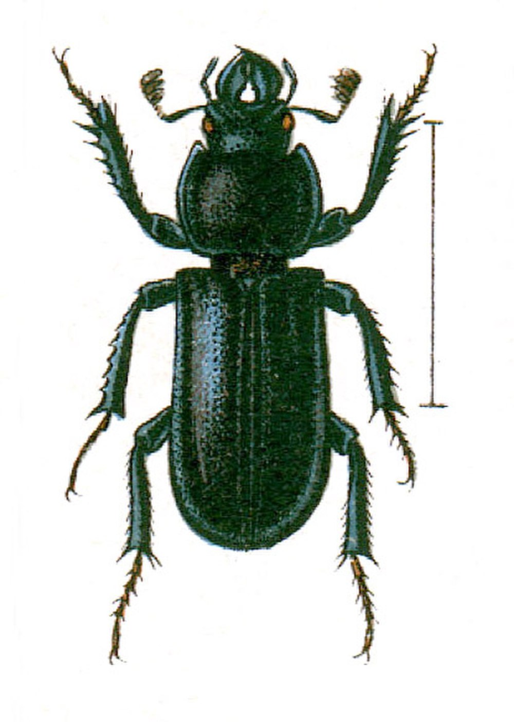 Рогачик жужелицевидный – Platycerus caraboides