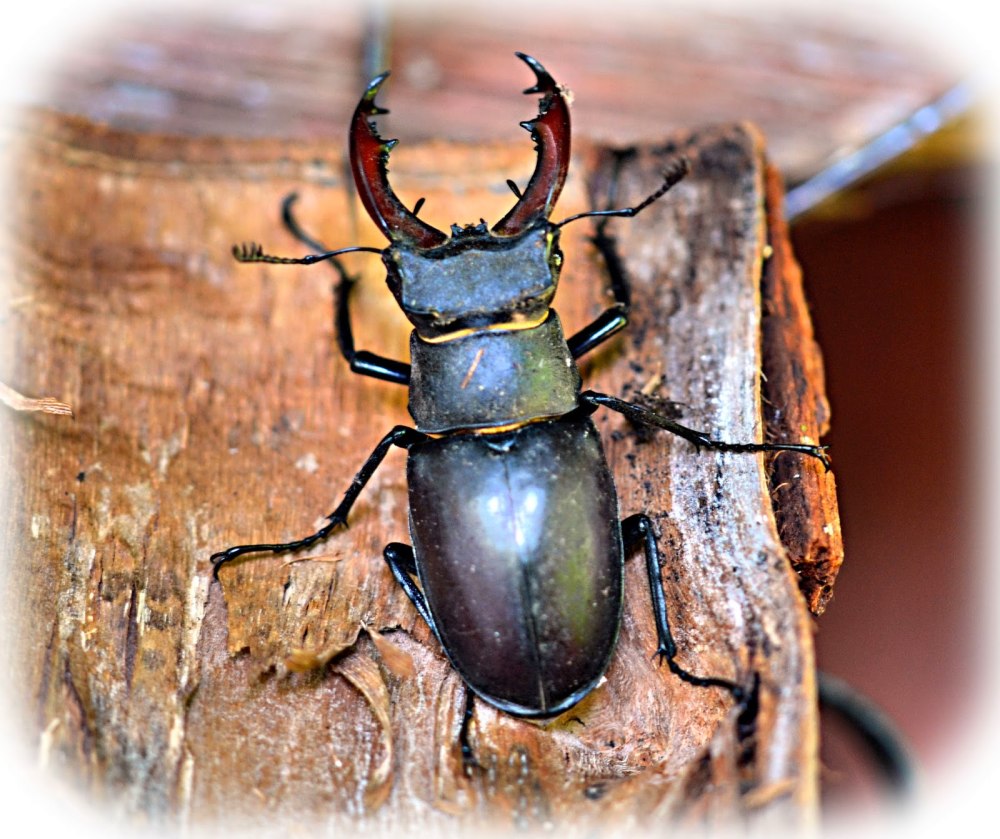 Kabuto Beetle and Stag Beetle