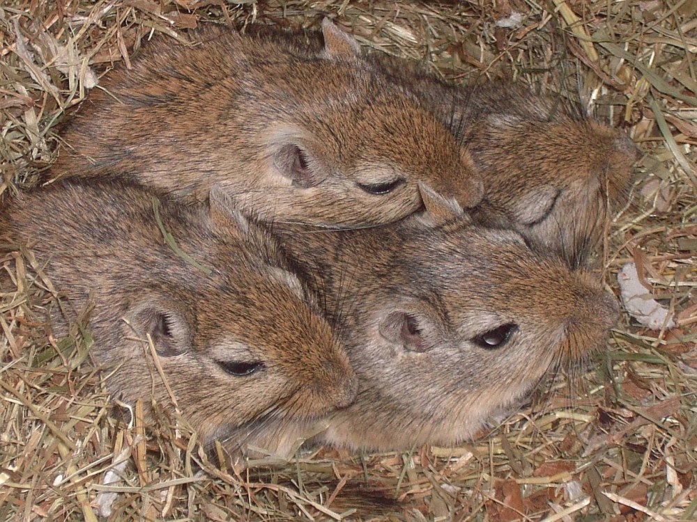 Песчанка монгольская
