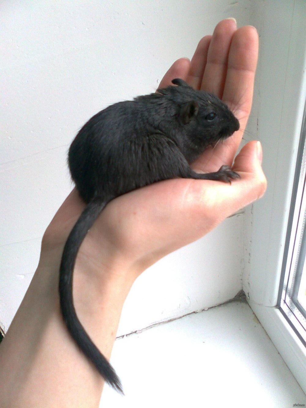 Песчанка черная