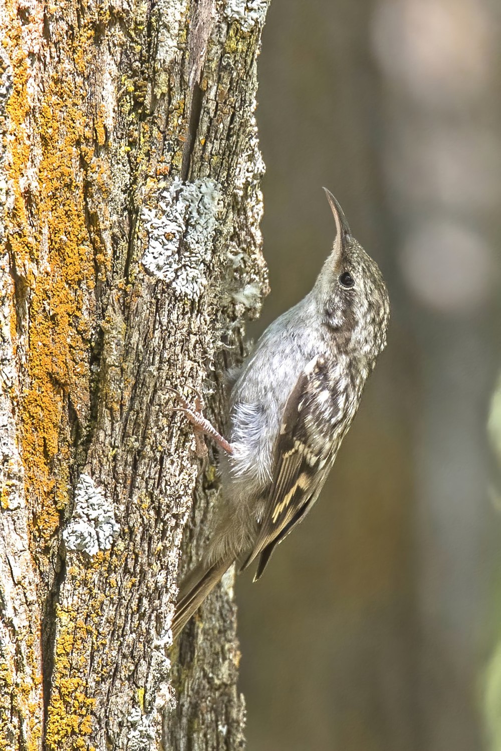 Widespread Bird
