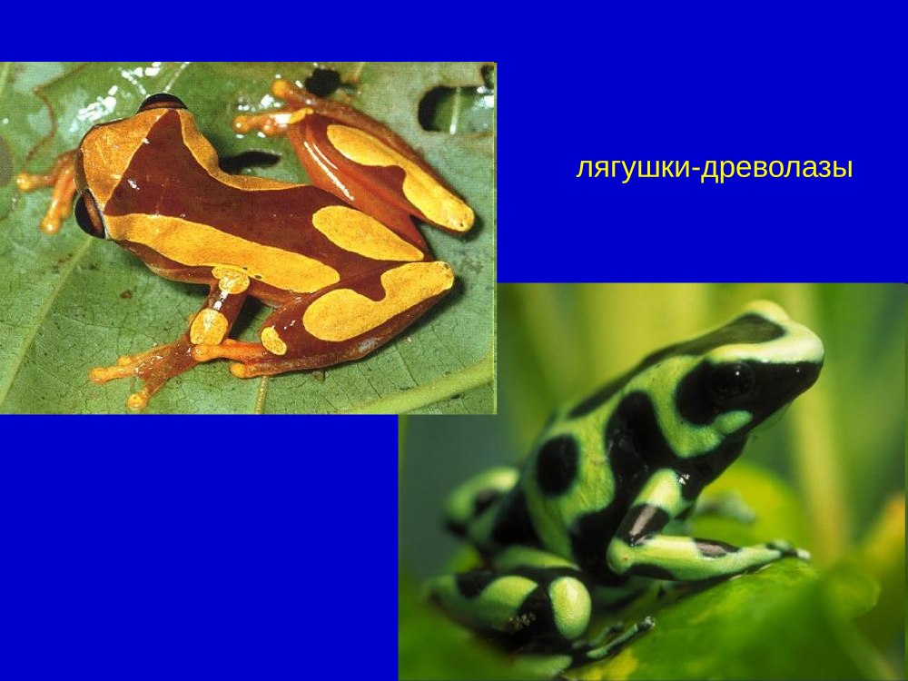 Роль популяции в природе
