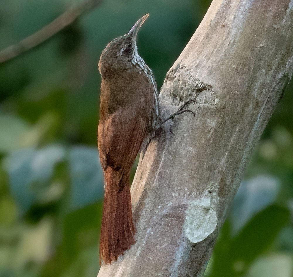 Hylophilus hypoxanthus fuscicapillus