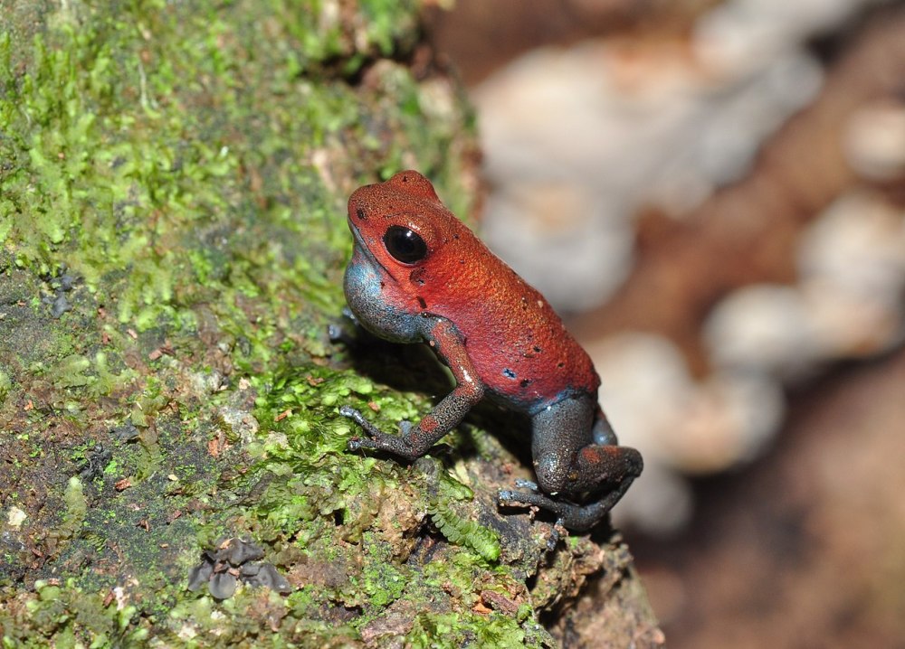 Dysphania pumilio