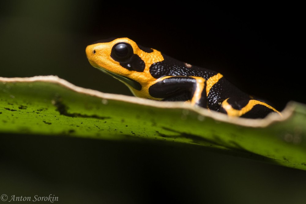 Rana variabilis