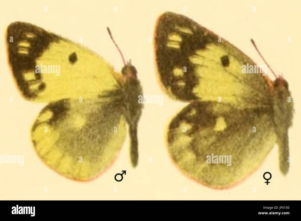 In declivis Montium