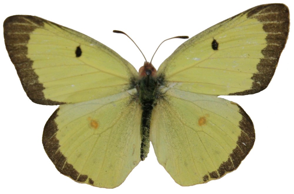 Sulfur бабочка