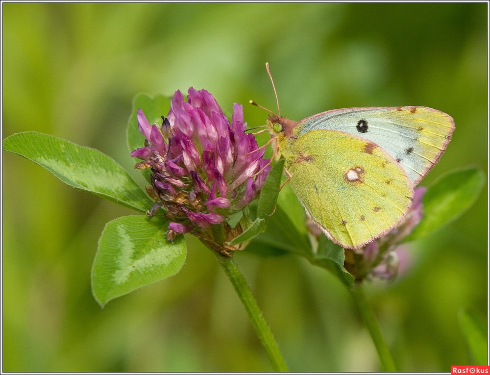 Желтушка COLIAS croceus