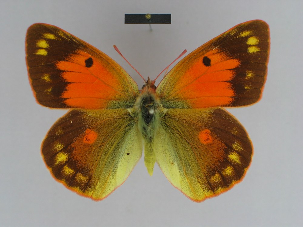 COLIAS Hecla