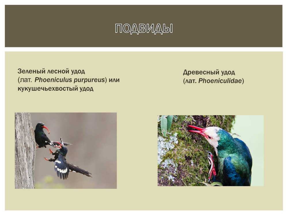 Зелёный Лесной Удод