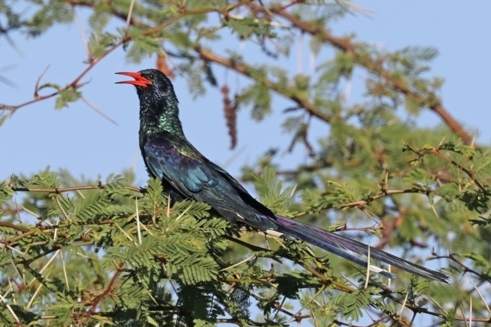 Phoeniculus purpureus