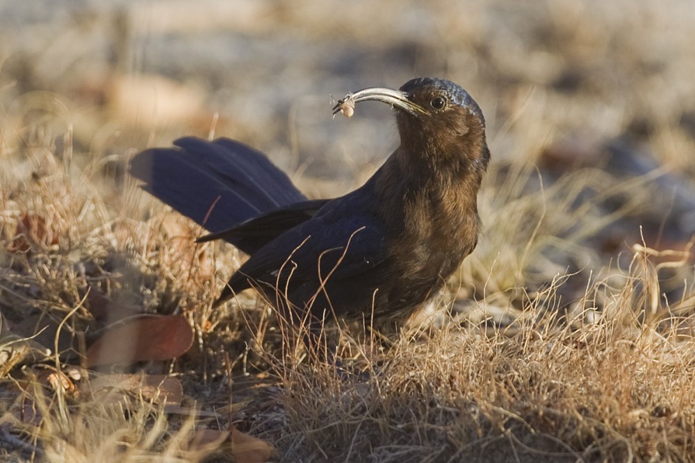 Phoeniculus castaneiceps