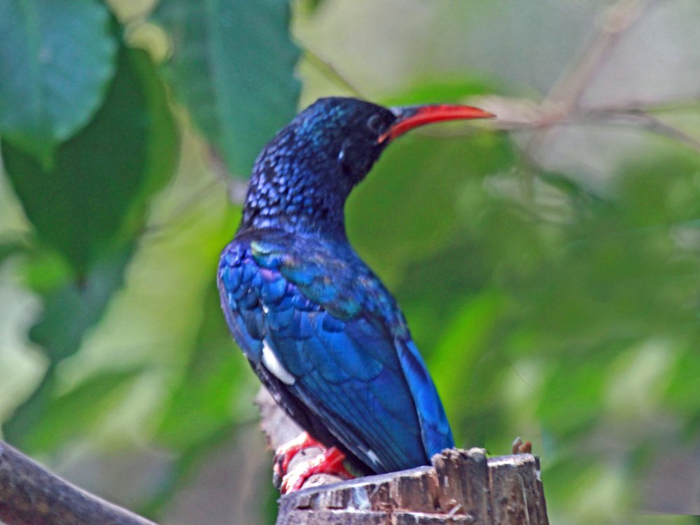 Green Wood Hoopoe
