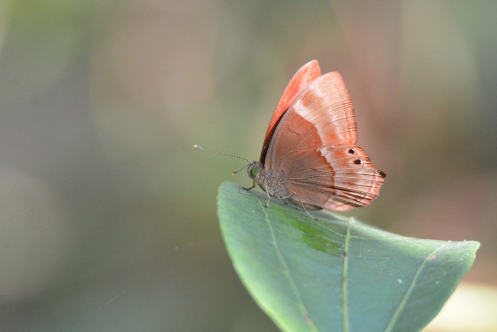 Abisara echerius