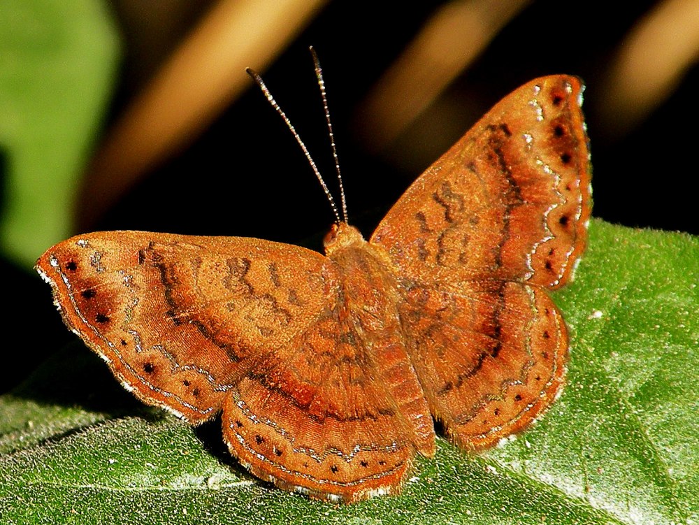Lyropteryx Apollonia