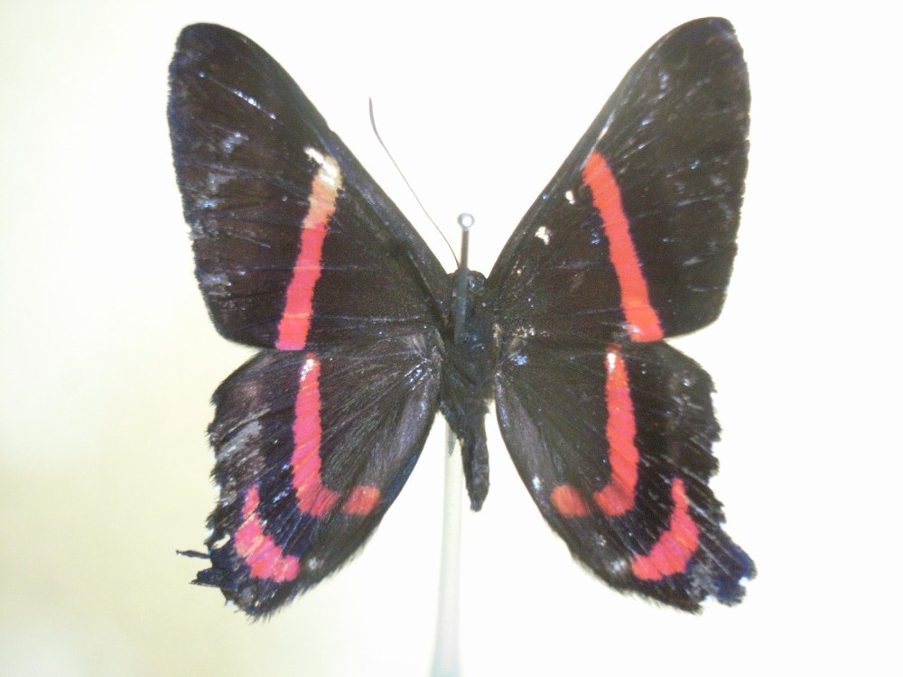 Ancyluris Meliboeus