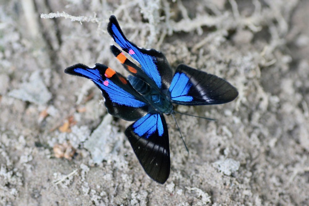 Семейство Риодиниды Riodinidae