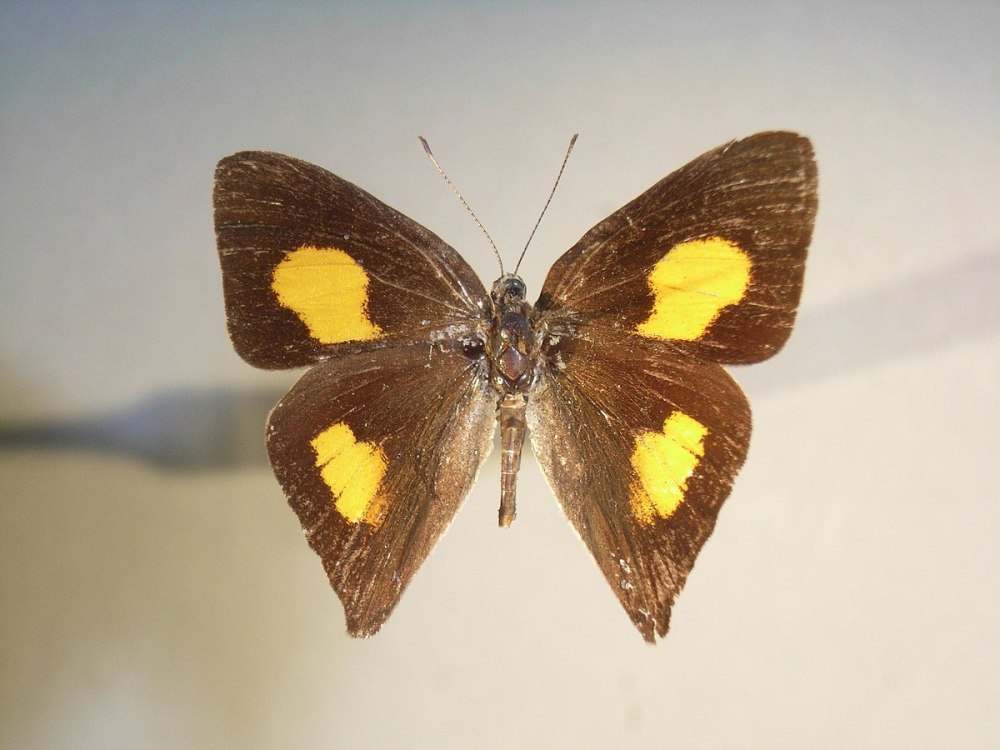 Euselasia eusepus