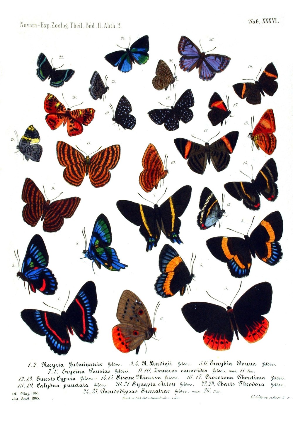 Риодиниды (Riodinidae)