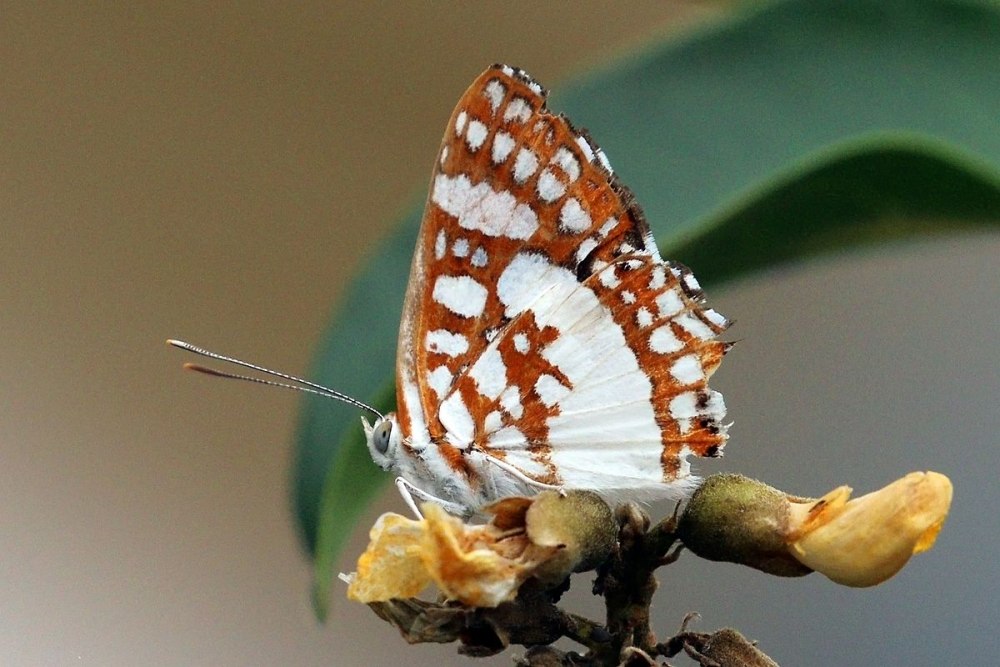 HETEROCERA RHOPALOCERA