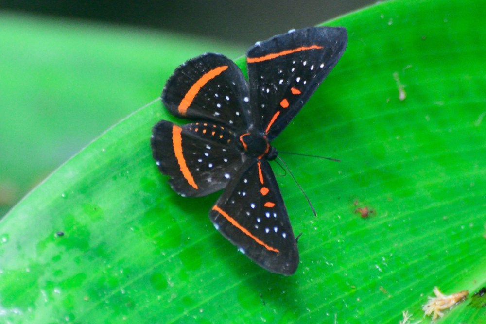 Риодиниды (Riodinidae)