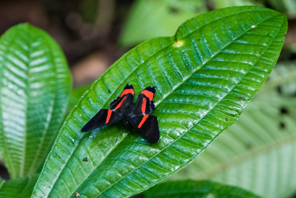 Ancyluris Meliboeus