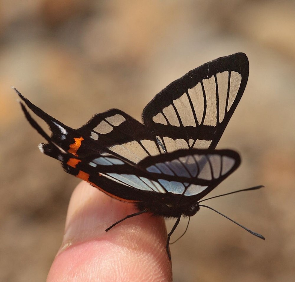 Chorinea Sylphina