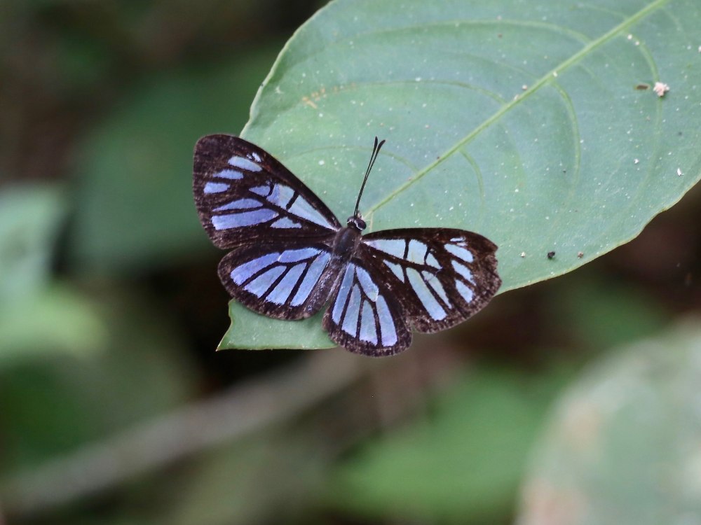 Семейство Риодиниды Riodinidae
