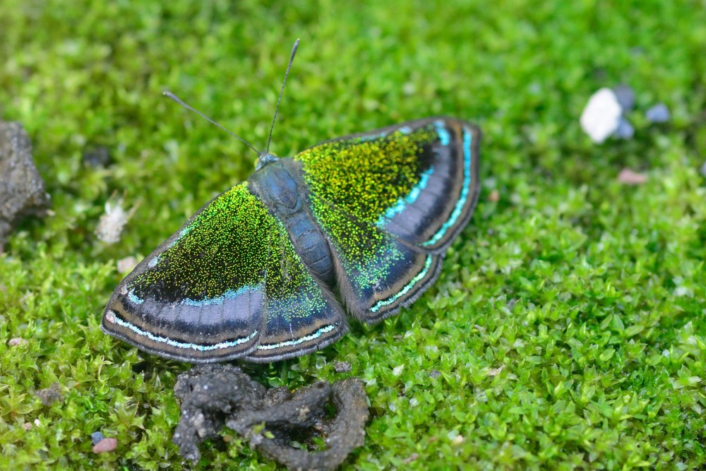 Wallpapers Abisara Intermedia