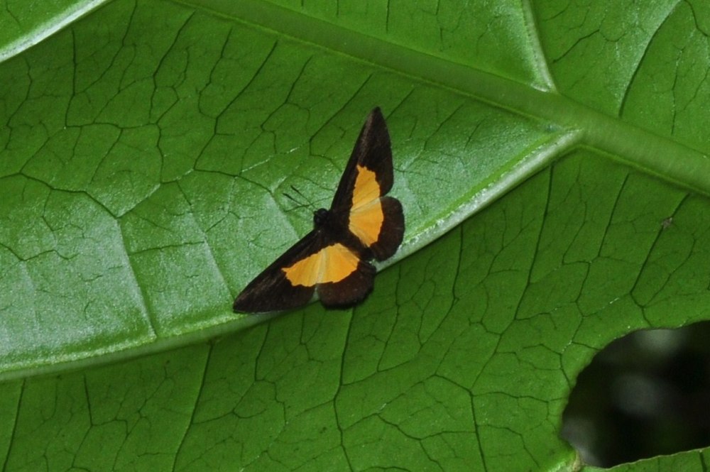 Риодиниды (Riodinidae)