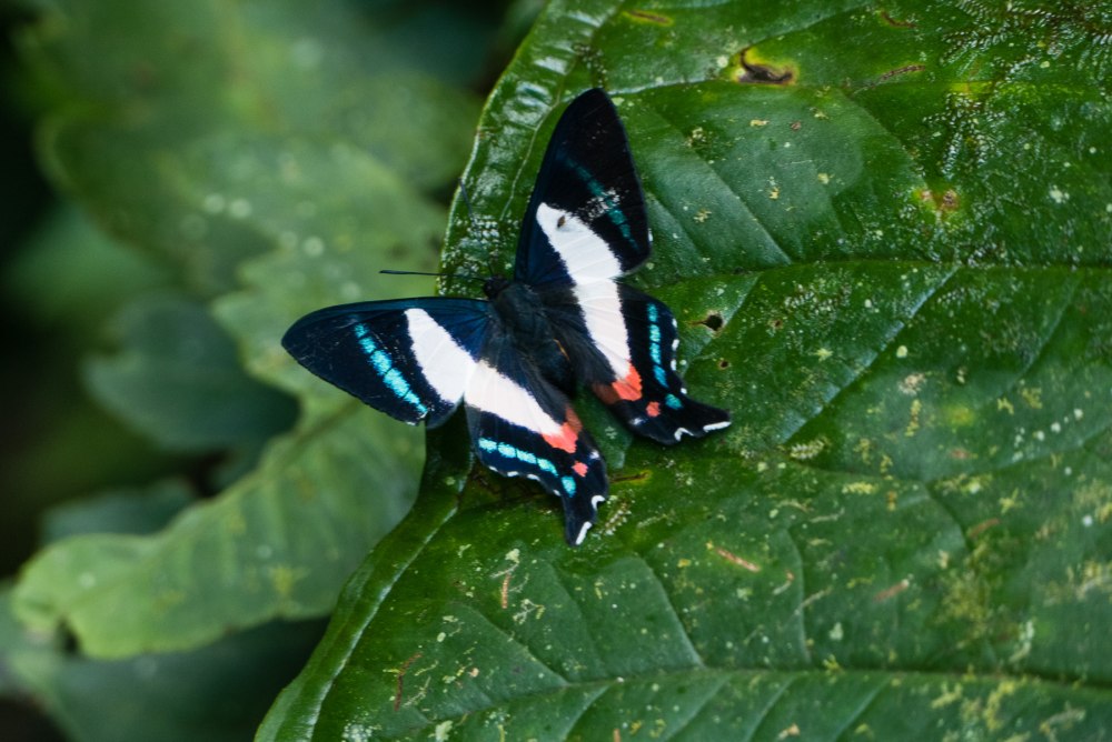 Ancyluris Formosissima