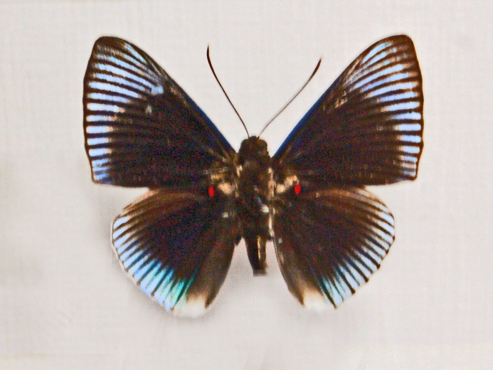 Риодиниды (Riodinidae)