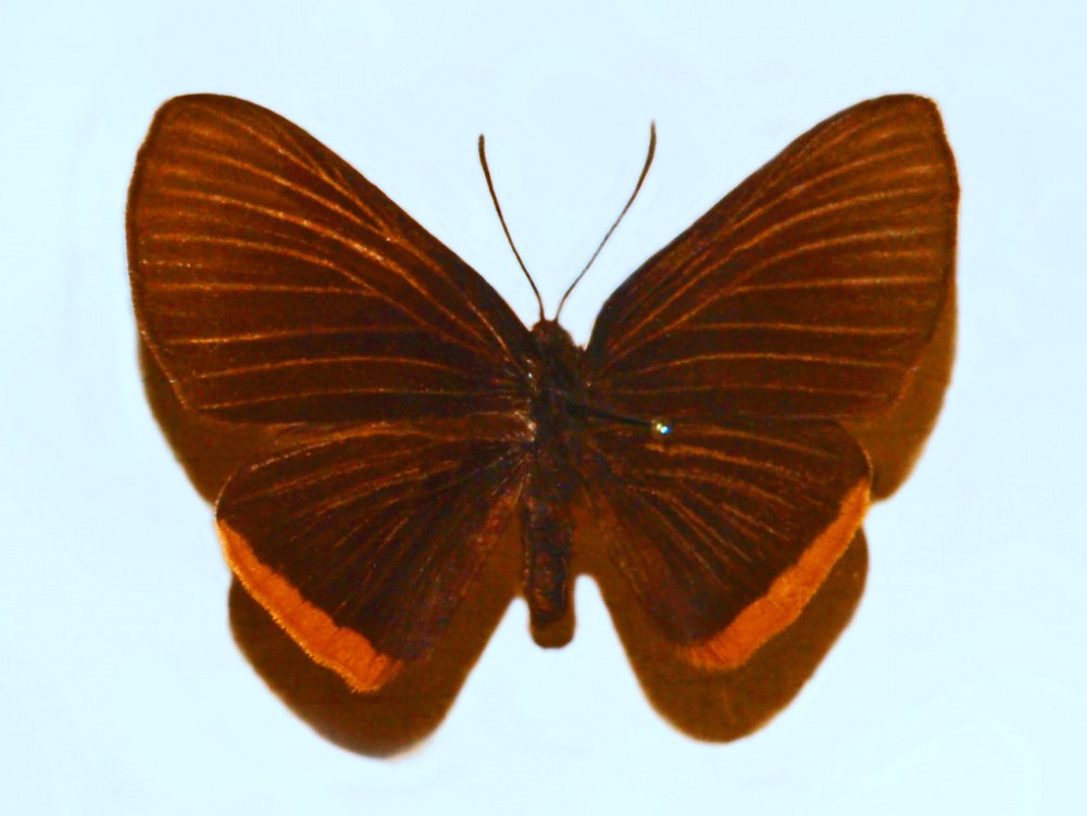 Риодиниды (Riodinidae)