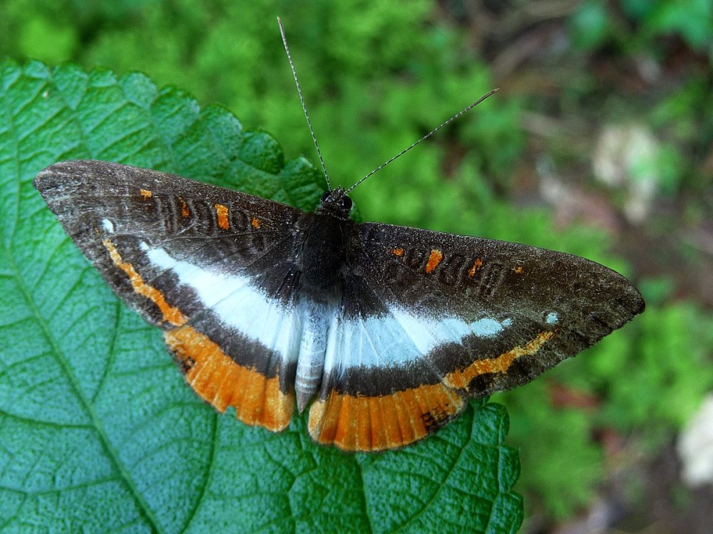 Nymphidium