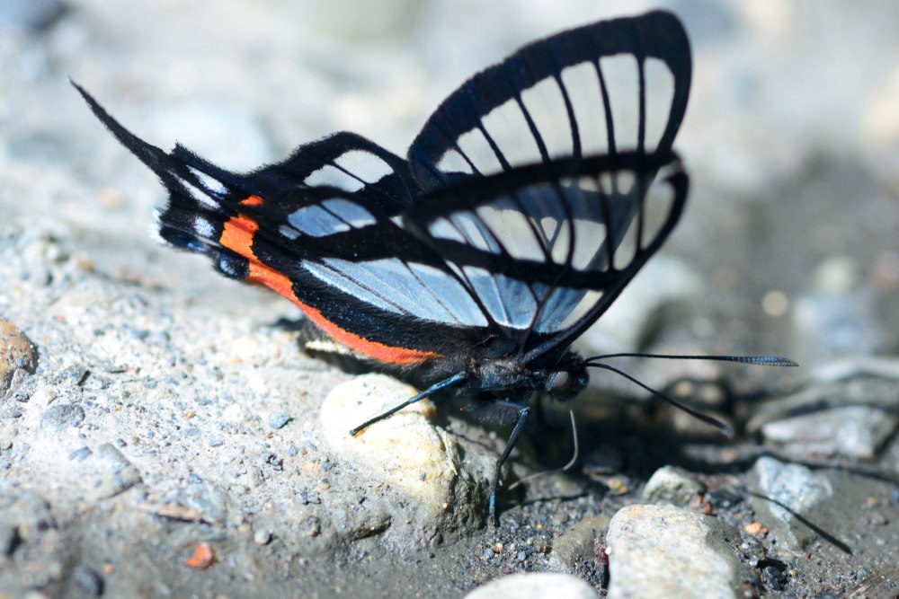 Chorinea Sylphina