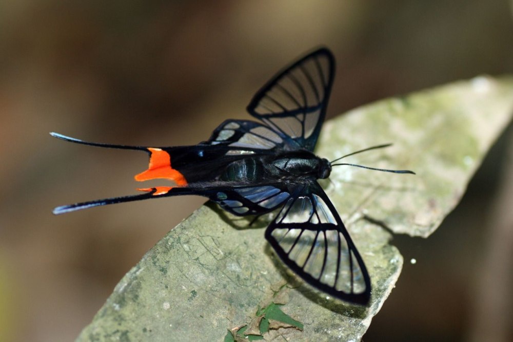 Chorinea Sylphina бабочка