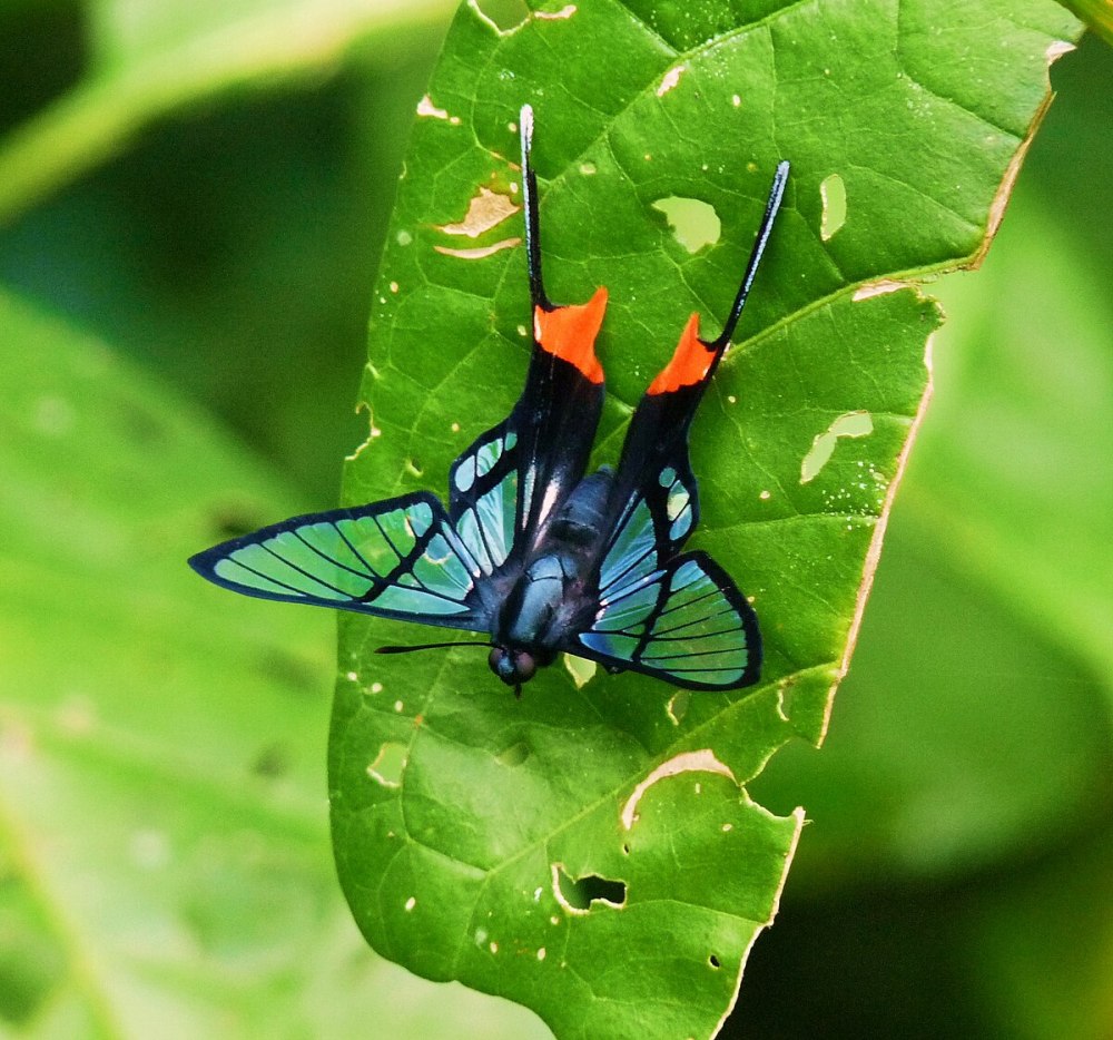 Chorinea Sylphina бабочка