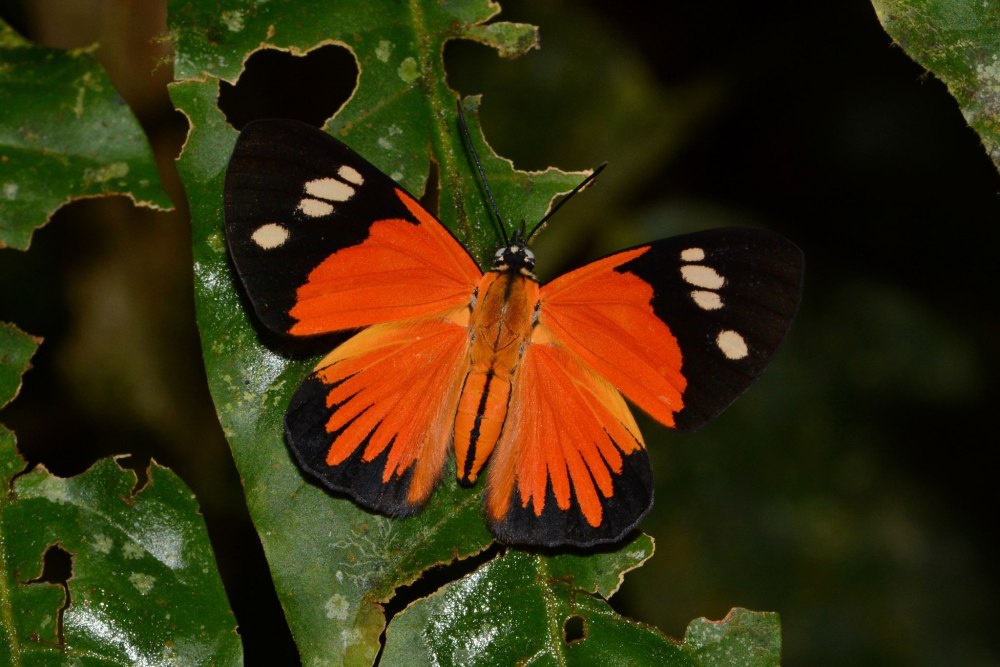Семейство Риодиниды Riodinidae
