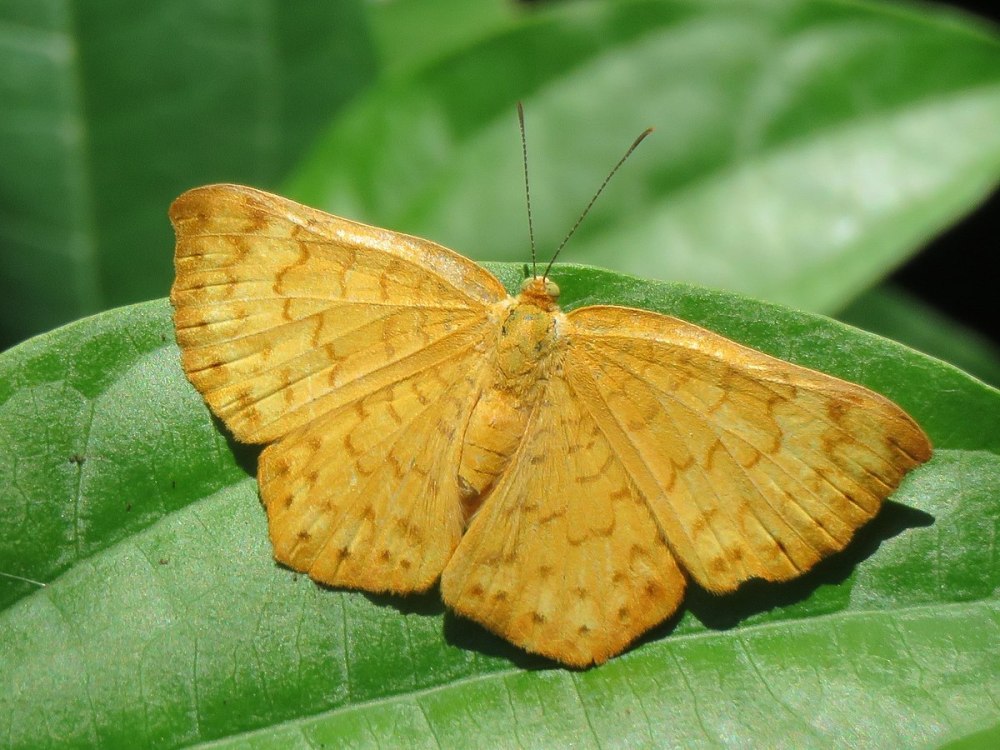Wallpapers Caluera Vulpina