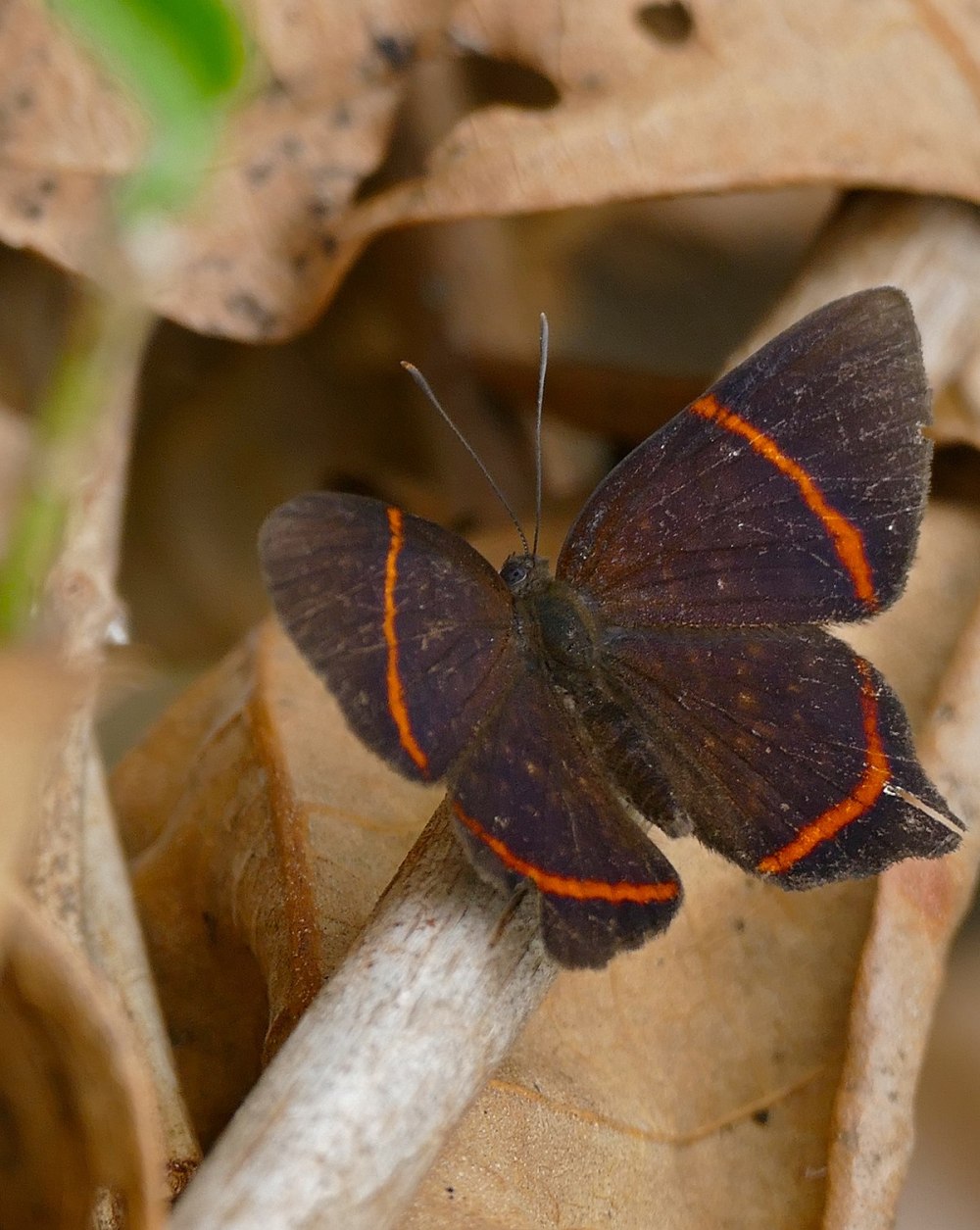 Nahida Riodinidae