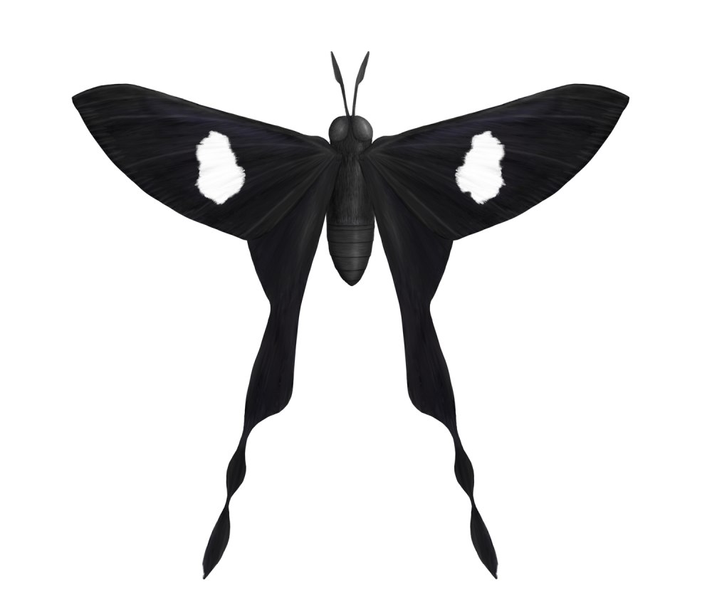Chorinea Sylphina