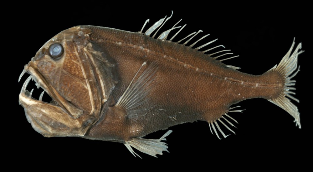 Саблезуб (Anoplogaster cornuta)