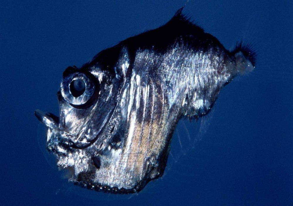 Hatchetfish рыба