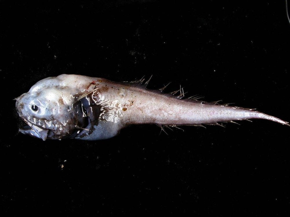 Bony eared assfish