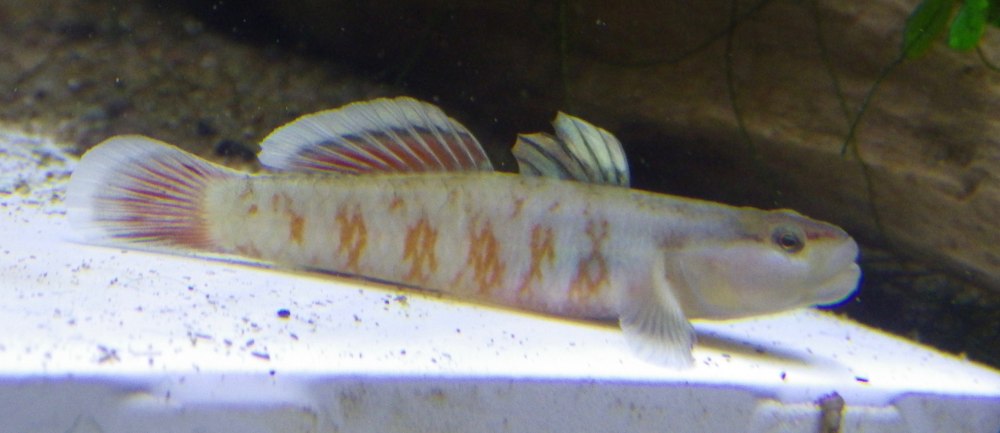 Rhinogobius candidianus