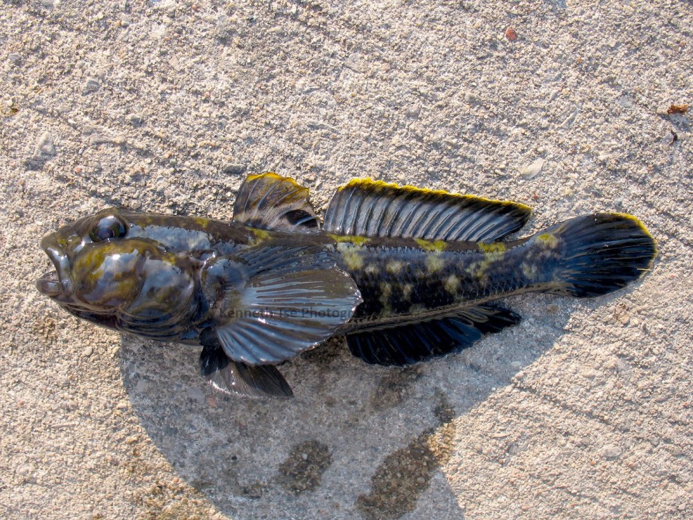 Neogobius rhodioni