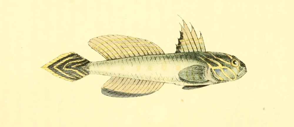 Lesueurigobius friesii