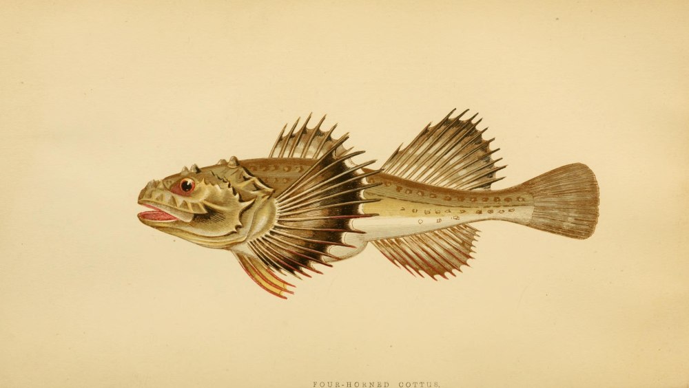 Myoxocephalus quadricornis